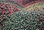 Apple Harvest Normandy.
